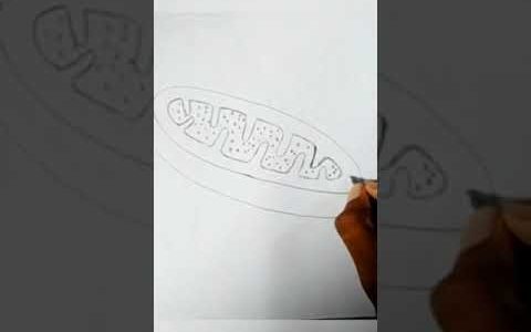 Very easy to draw mitochondria.#shorts #sowaib_bin_zaman