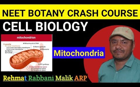 mitochondria |functions of mitochondria | Structure | Functions@Rehmat Rabbani Malik ARP