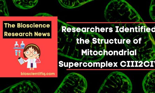 Researchers Identified the Structure of Mitochondrial Supercomplex CIII2CIV