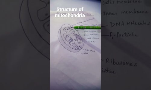 structure of mitochondria.#cell.#mitochondria