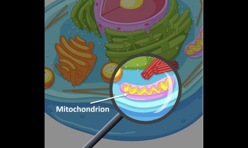 Cell Organelles; Mitochondria