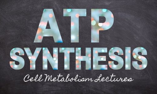 ATP Synthesis | Cell Metabolism Part 4 | Macronutrients Lecture 20