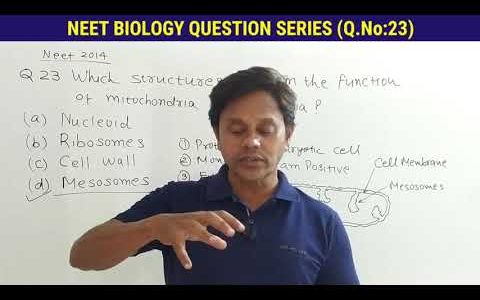 Which structure perform the function of mitochondria in bacteria | Biology Question| Toppers Biology