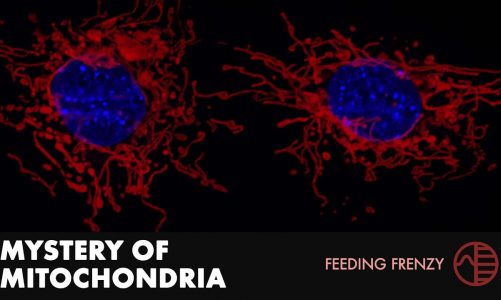 Mystery of Mitochondria | Feeding Frenzy