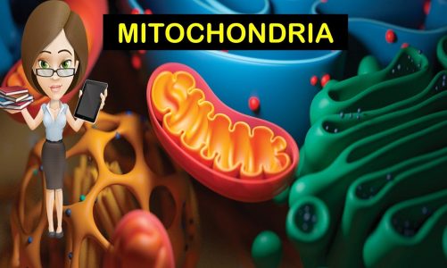 Mitochondria | Cell – the fundamental unit of life | Biology