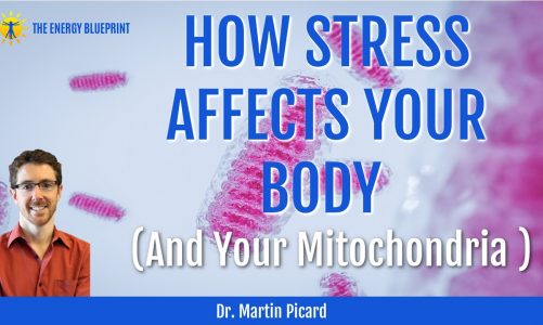 Dr  Martin Picard on How Stress Affects Your Body and Your Mitochondria