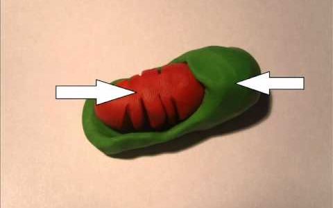 Mitochondria – Organelle within a cell (LEGO+Plasticine)