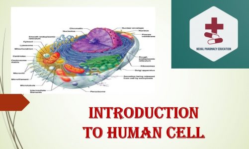 Human cell/Cellular level of organization/Anatomy/Physiology/B. Pharm/Nursing/Medical