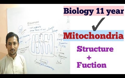 👉Mitochondria (structure+function) | 9+11Biology  class complete explanation