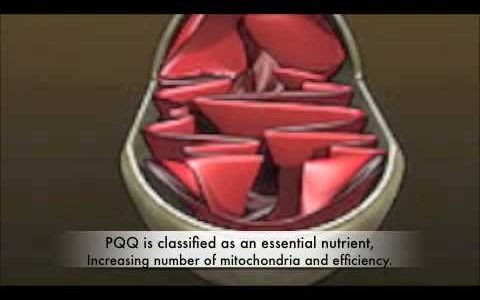 Grow New Mitochondria with PQQ (BioPQQ). Scientists Discover the “Other CoQ10”.