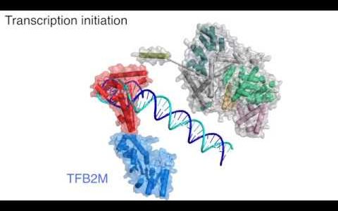 First Movie of Human Mitochondrial Transcription