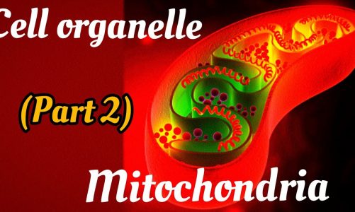 Mitochondria structure and function || Cell Organelles ||