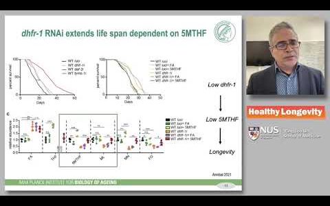 Convergent Mechanisms of Longevity | Prof Adam Antebi