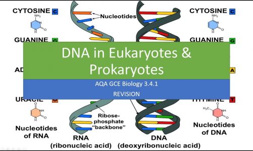 DNA in Eukaryotes and Prokaryotes