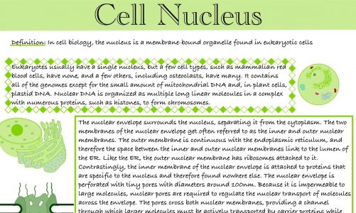 Nucleus – the "brain" within cells and how it coordinates life.