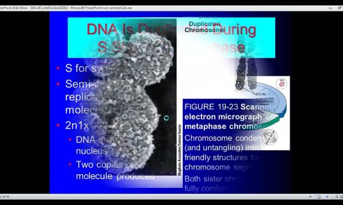 20Nov17CellCycleMitosisMeiosis,NucleicAcidsCentralDogma
