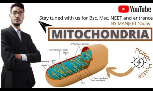 mitochondria structure and function for bsc 1year !! NEET ,class 11 ,bsc