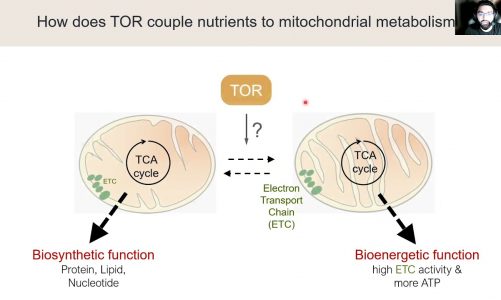 Nutrients/TOR pathway suppresses mitochondrial activity in adipose tissue…by Shahoon Khan