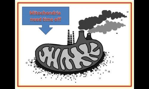 Burned out mitochondria the cause of insulin resistance ?