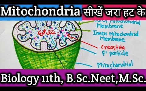 Mitochondria structure and function/structure of mitochondrial