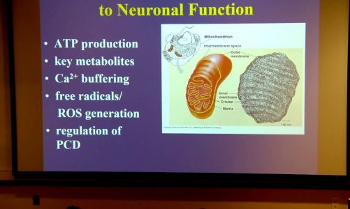 VTLSS: Role of Mitochondria in the Oxidative Stress of Alzheimer's Disease with Dr. George Perry