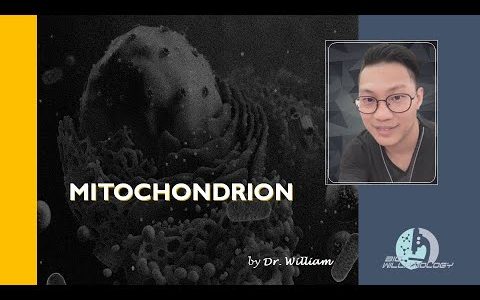 Mitochondrion by Dr. William