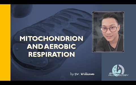 Mitochondrion and Aerobic Respiration by Dr. William