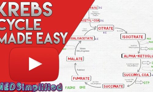 KREBS CYCLE MADE SIMPLE – TCA Cycle Carbohydrate Metabolism Made Easy