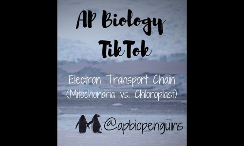 AP Bio TikTok: Electron Transport Chain (Mitochondria vs. Chloroplast)