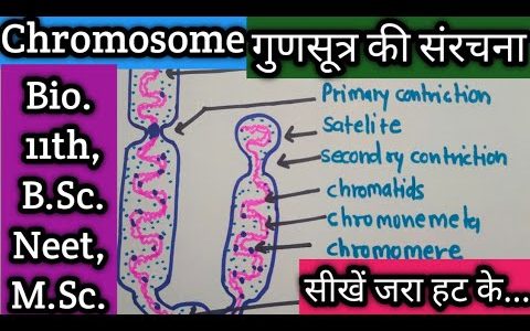 Chromosome structure and function गुणसूत्र की संरचना और कार्य