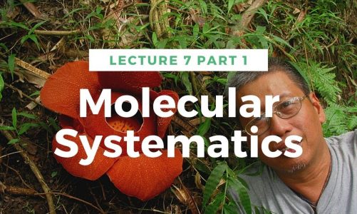 Lecture 7 Molecular Systematics Part 1