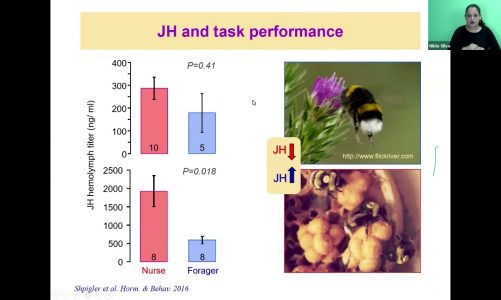 ISER 2021 Palestra: Juvenile hormone signaling and the evolution of advanced eusociality in bees