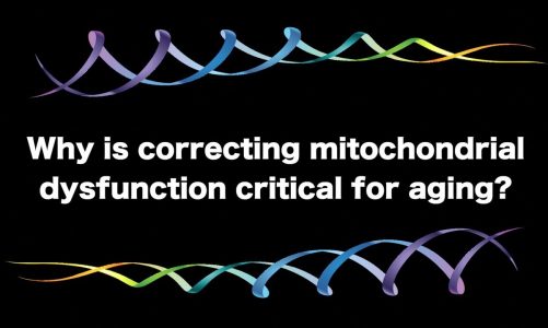 Why Is Correcting Mitochondrial Dysfunction Critical for Aging? | Lifespan.io Crowdfunding Campaign