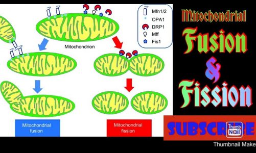 Mitochondrial fusion and fission