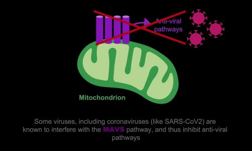 UVA light increases mitochondrial anti-viral protein in human tracheal cells via cell-cell signaling