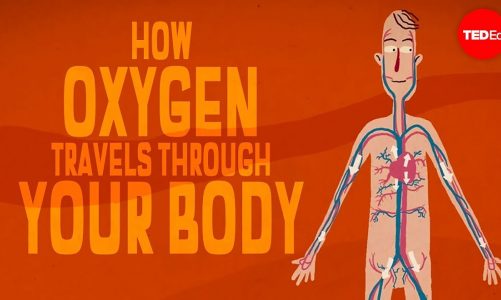 Oxygen’s surprisingly complex journey through your body – Enda Butler