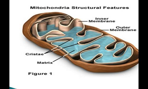 Mitochondria | Mitochondria Structure and Function  |The power house of cell | By# Biologist Expert