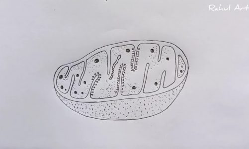 How to Draw Mitochondria #shorts #rahularts  #biology