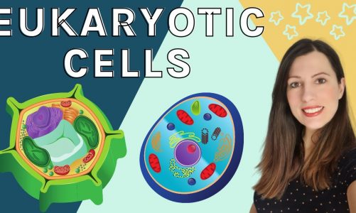 EUKARYOTIC CELLS A level Biology – Structure & function of the organelles found in eukaryotic cells