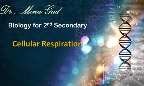 Cellular Respiration – Biology for 2nd secondary