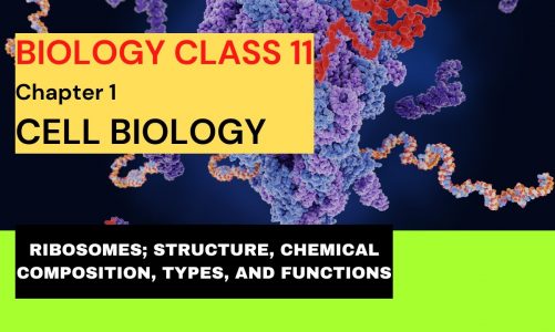 Biology Class 11 Ch:1| Cell Biology| Ribosomes Structure, Function, Types, and Chemical Composition