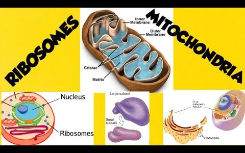 RIBOSOMES & MITOCHONDRIA | Ch:4 | Class 9th Biology