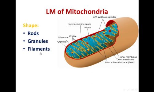 2 mitochondria