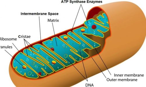 Mitochondria: Structure and Functions  (An Overview)