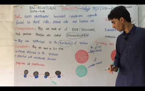 Ribosomes/Polysomes/Polyribosomes And It's Functions In Easy Words In Hindi/Urdu.