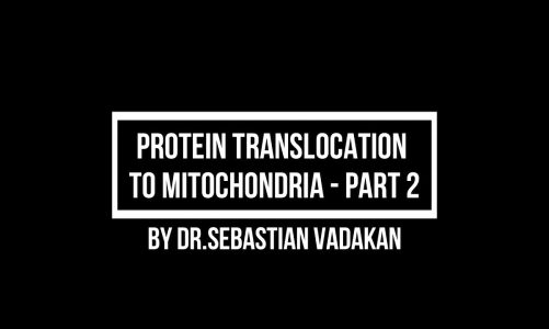 Protein Translocation to Mitochondria   2