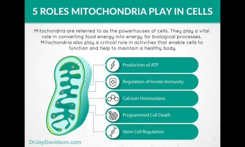 Boosting Mitochondria Function