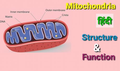Mitochondria | Structure and function of Mitochondria | Cell organelles Mitochondria | Cell Biology.