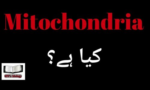 Mitochondria | Structure and function | Urdu/Hindi to the point lecture