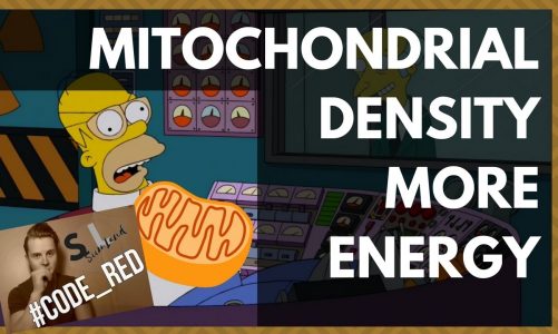 HAVE MORE ENERGY: How To Increase Mitochondrial Density ( Increase Your Energy Levels / Live Longer)